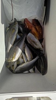 イサキの釣果