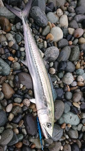 サゴシの釣果