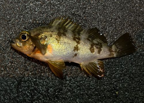 広島湾で釣れたメバルの釣り・釣果情報 - アングラーズ | 釣果600万件