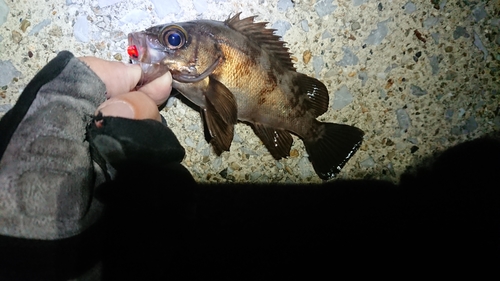 メバルの釣果