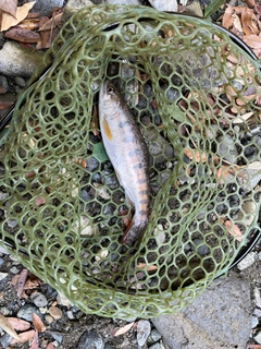 ヤマメの釣果