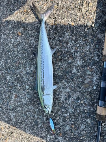 サゴシの釣果