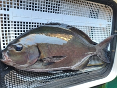 グレの釣果