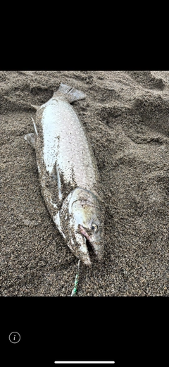 アメマスの釣果