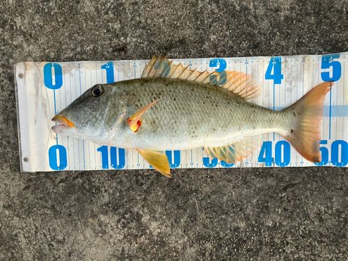 ムネアカクチビの釣果