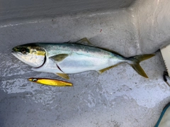 ハマチの釣果