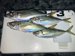 マアジの釣果