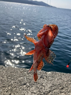 カサゴの釣果