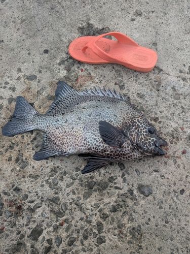 イシガキダイの釣果