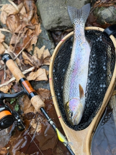 ニジマスの釣果