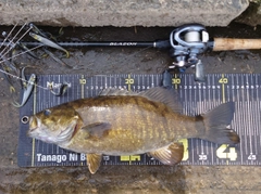 スモールマウスバスの釣果