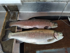 ニジマスの釣果