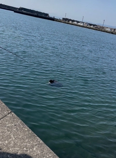 アカエイの釣果