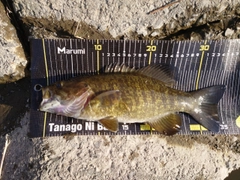 スモールマウスバスの釣果