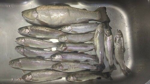 ロックトラウトの釣果