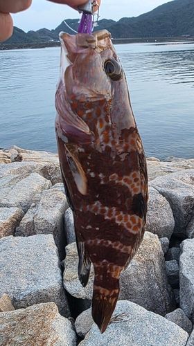 アコウの釣果