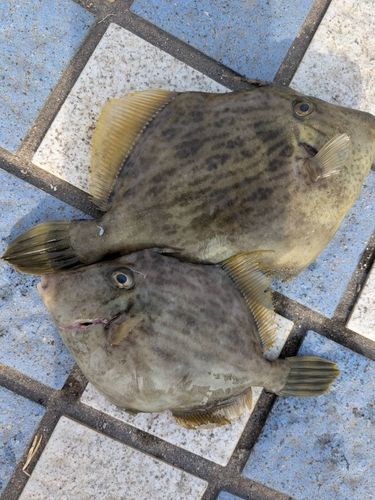 カワハギの釣果