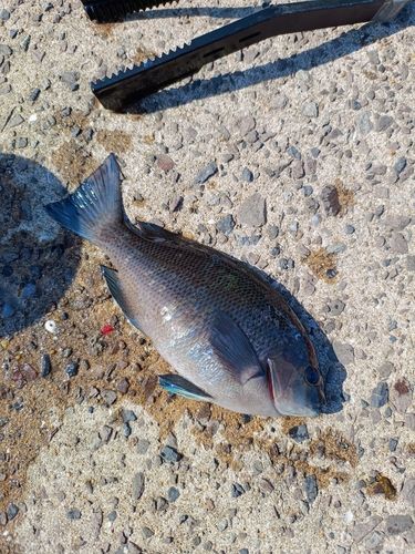 クロの釣果