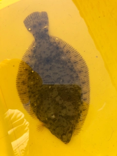 マコガレイの釣果