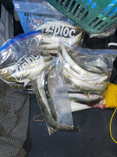 カマスの釣果