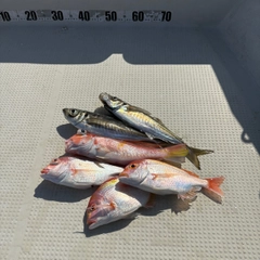 レンコダイの釣果