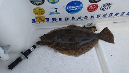 タイの釣果