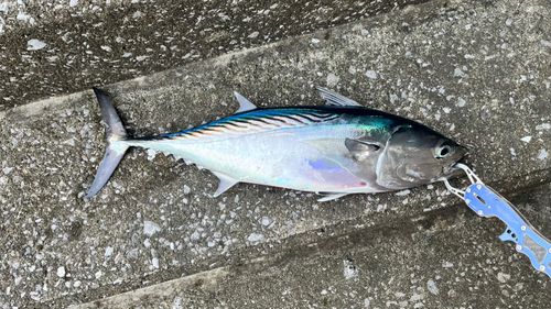 ヒラソウダの釣果