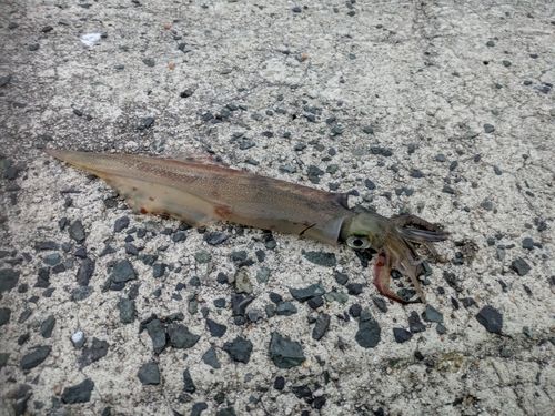 ヤリイカの釣果