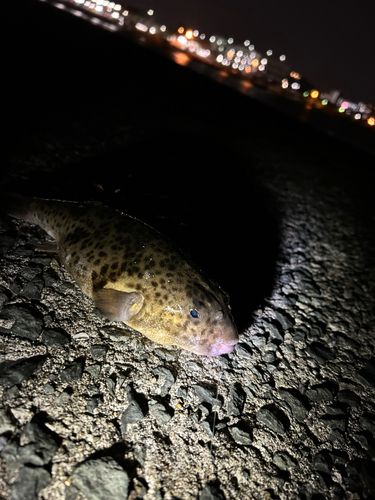 アカメフグの釣果