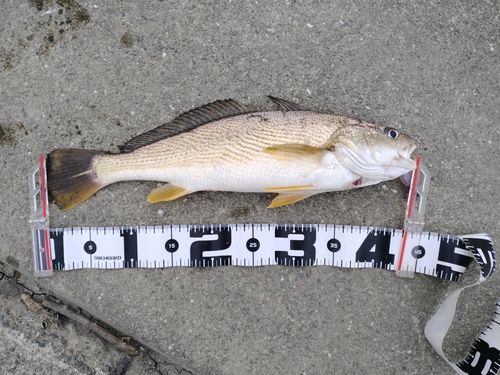 釣果
