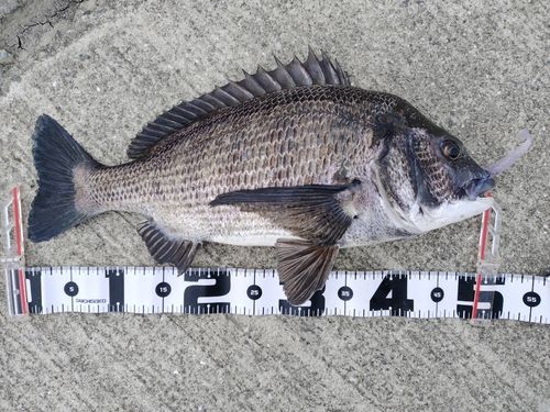 チヌの釣果