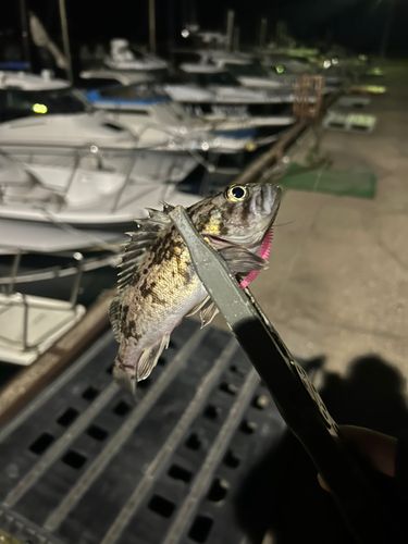 ソイの釣果