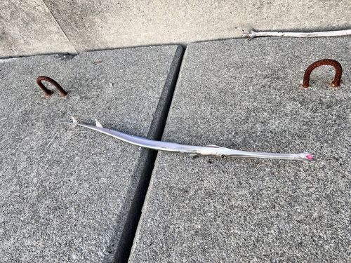 ヤガラの釣果