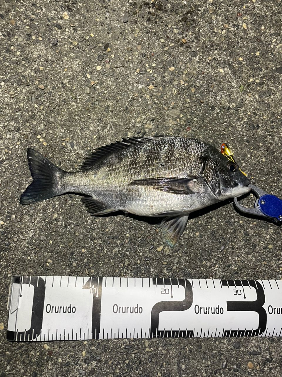 SHIMANO 19ヴァンキッシュ 4000XGの最安値・インプレ・釣果 | 本音の