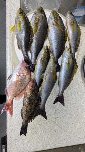 イサキの釣果