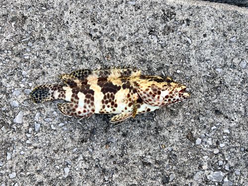 イシミーバイの釣果