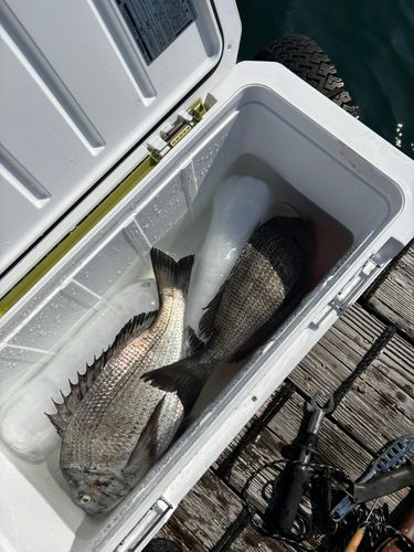 チヌの釣果