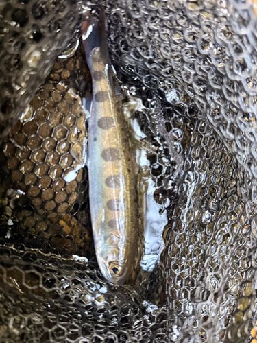 ヤマメの釣果