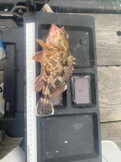 カサゴの釣果