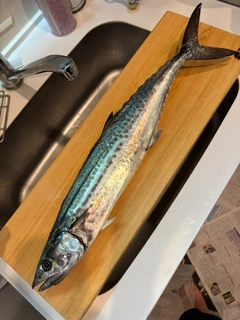 サゴシの釣果