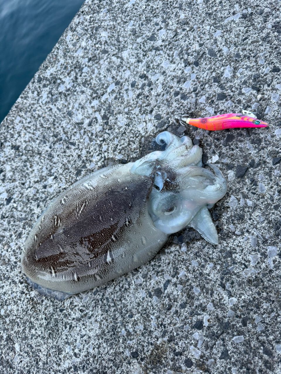 DAIWA 21エメラルダス ストイスト RT 76MMHの最安値・インプレ・釣果