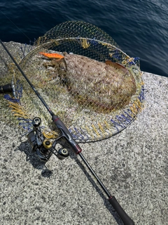 コウイカの釣果