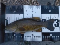 スモールマウスバスの釣果