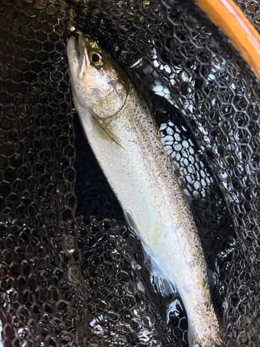 ヤマメの釣果