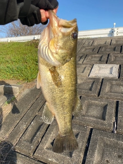 ラージマウスバスの釣果