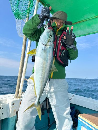 ヒラスの釣果