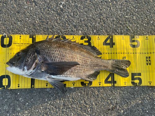 クロダイの釣果