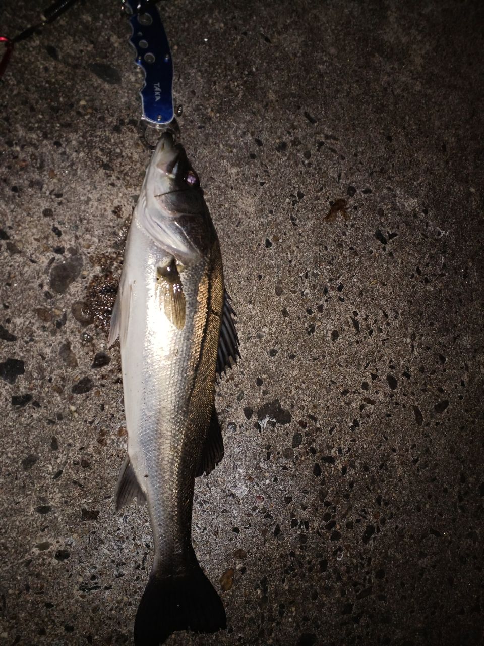 DAIWA 19ラテオ R 93MLの最安値・インプレ・釣果 | 本音の口コミが