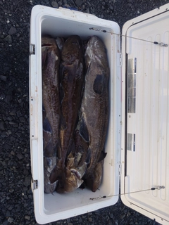 タラの釣果