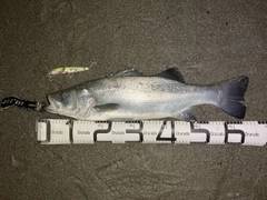 ヒラスズキの釣果